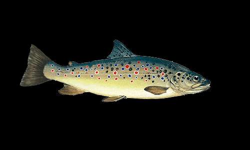 Brook char (Bachsaibling) fish identification photo