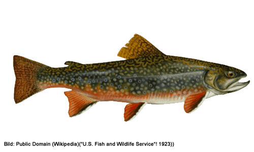 Brown trout (Bachforelle) fish identification photo