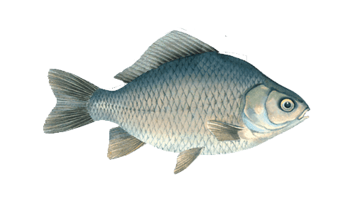 Prussian carp (Giebel) fish identification photo