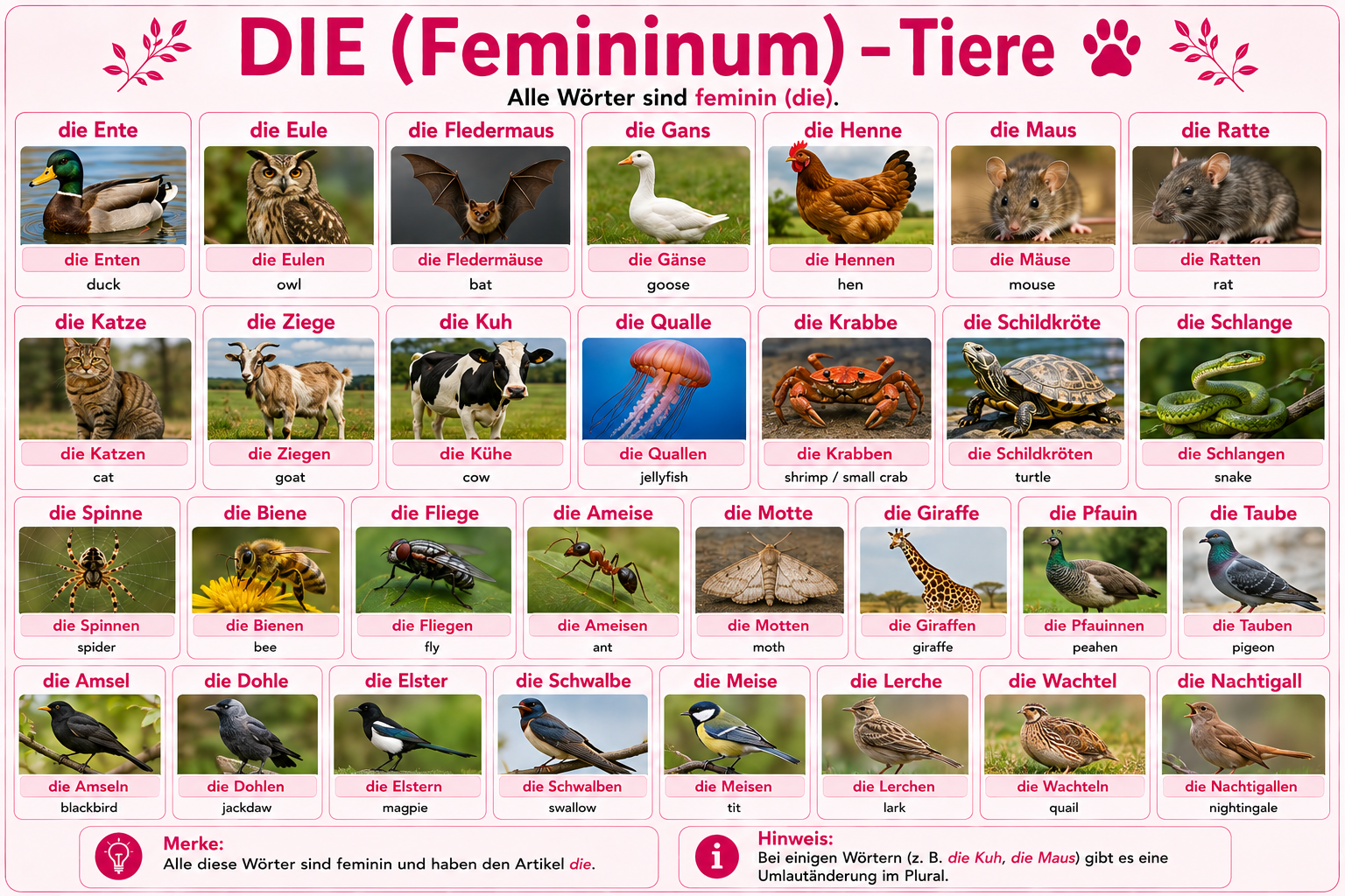 Illustration of feminine (die) animal nouns